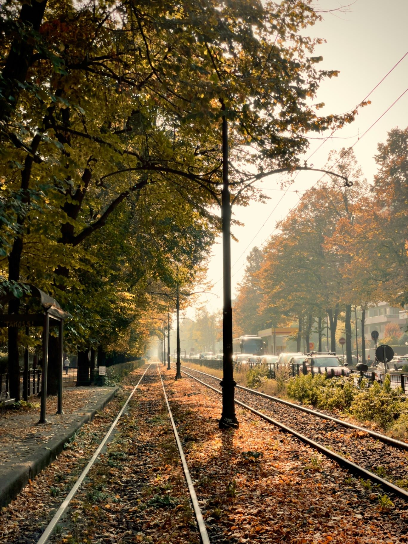 Viale con foglie autunnali a Torino, Italia