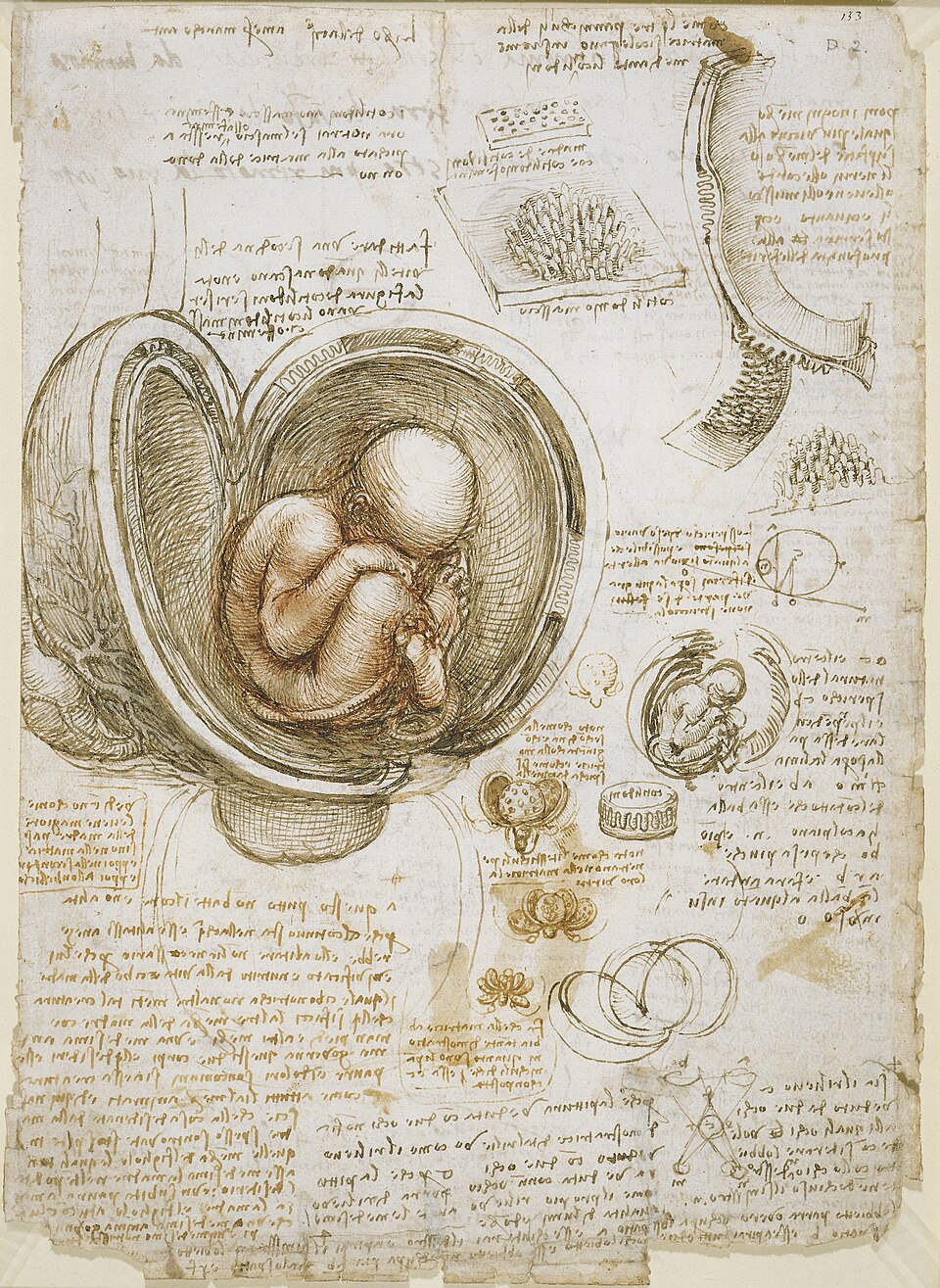 Estudos do feto no útero por Leonardo da Vinci