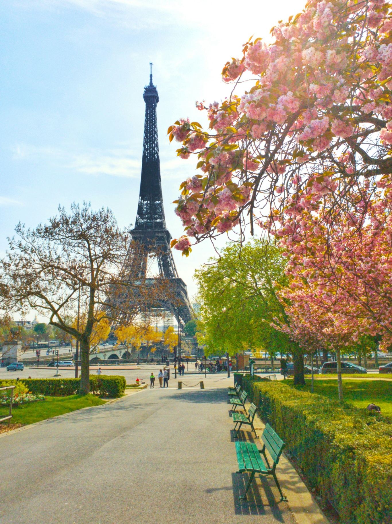 Paris na primavera com cerejeiras em flor e Torre Eiffel ao fundo