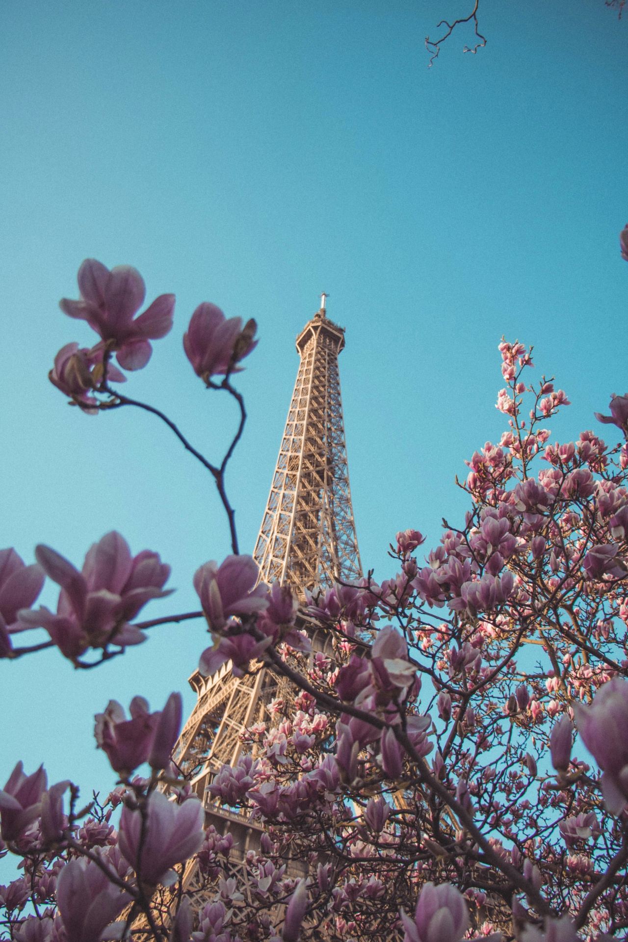 Torre Eiffel enquadrada por magnólias em flor na primavera