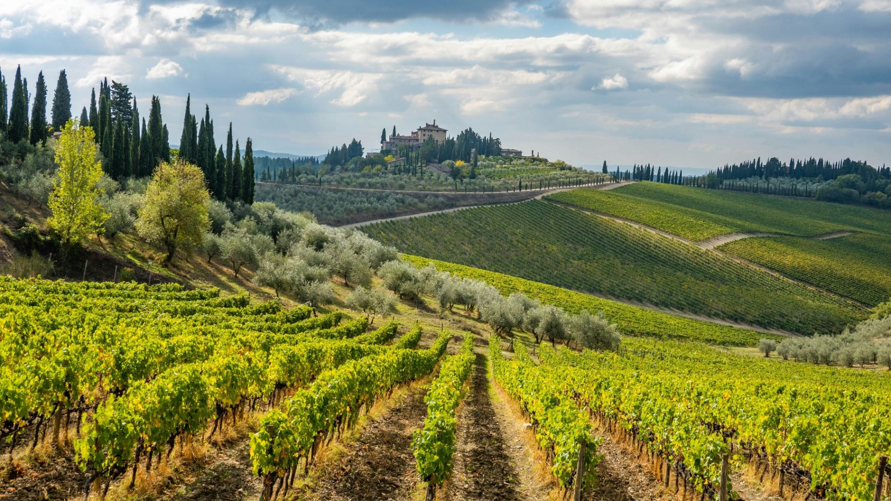 Viñedos del Chianti en la Toscana