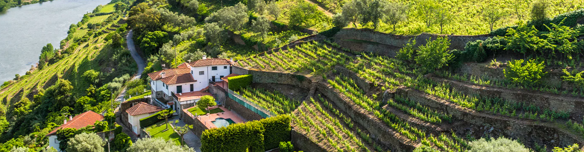 Vista aérea dos vinhedos em terraços da região do Minho em Portugal